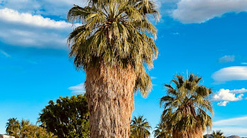 Walk of the Stars Palm Springs