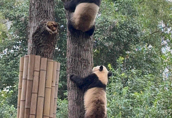成都大熊猫繁育研究基地第 679 张图片