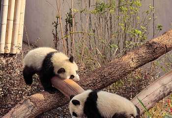 成都大熊猫繁育研究基地第 256 张图片