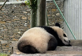 卧龙中华大熊猫苑神树坪基地第 96 张图片
