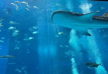 冲绳美丽海水族馆第 143 张图片