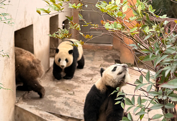 成都大熊猫繁育研究基地第 242 张图片