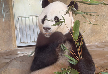 成都大熊猫繁育研究基地第 425 张图片