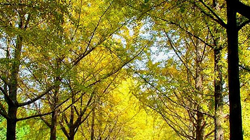 南京中山植物园盲人植物园