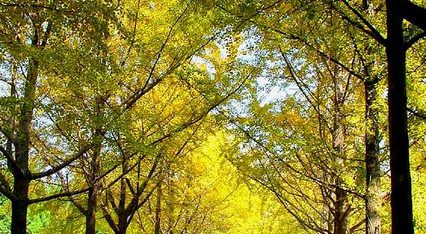 南京中山植物园盲人植物园