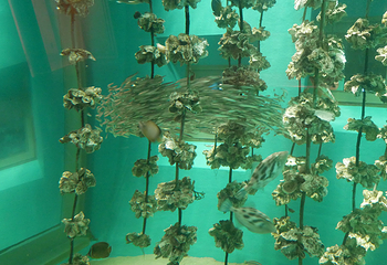 宫岛水族馆第 9 张图片