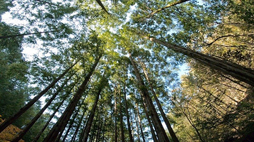 长泰山自然休养林