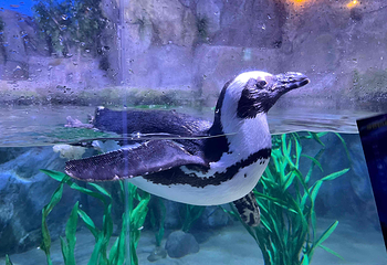 釜山SEA LIFE水族馆第 15 张图片