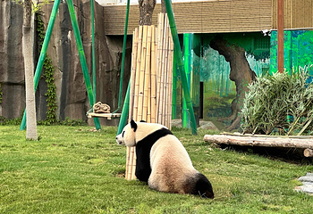 成都大熊猫繁育研究基地第 74 张图片