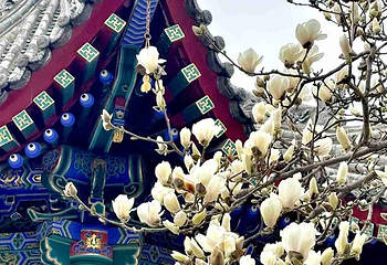 广仁寺第 64 张图片