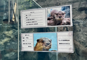 鸟羽水族馆第 22 张图片