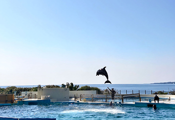 冲绳美丽海水族馆第 56 张图片