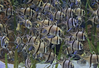 新加坡海洋生态馆第 176 张图片