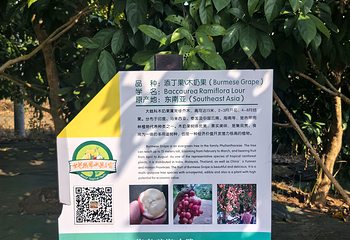 世界热带水果之窗第 27 张图片