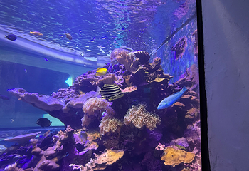 台湾海洋生物博物馆第 53 张图片