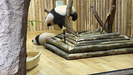 成都大熊猫繁育研究基地第 224 张图片