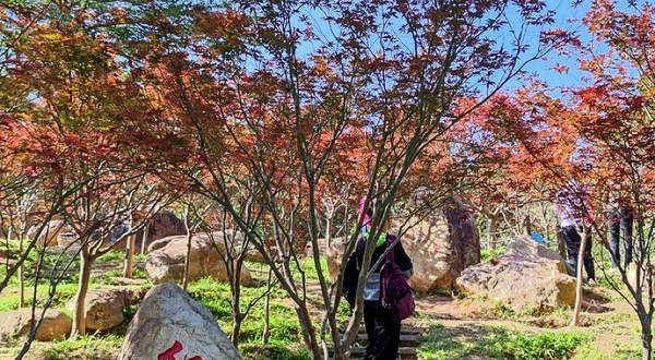 帽峰山森林公园-红枫园