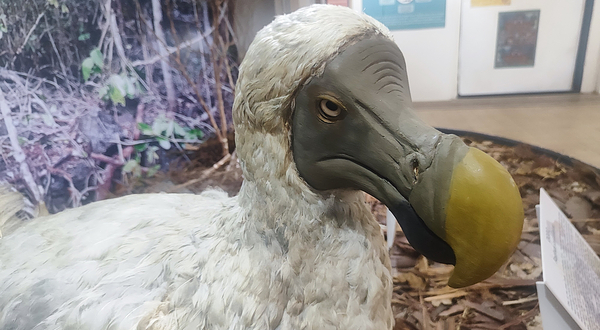 路易港国家历史博物馆