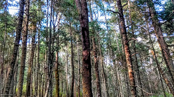 Santuario De La Mariposa Monarca