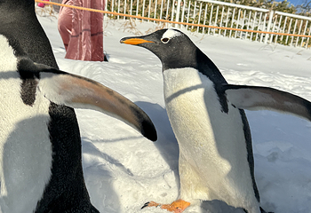 小樽水族馆第 11 张图片