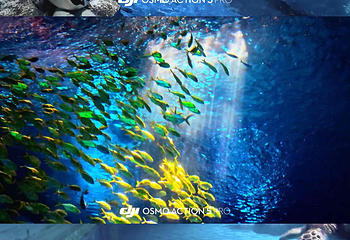 上海海昌海洋公园第 327 张图片