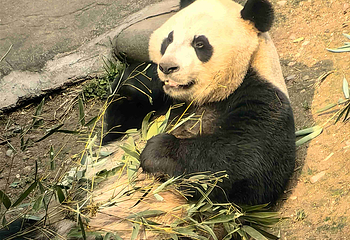 都江堰中华大熊猫苑(原熊猫乐园)第 37 张图片
