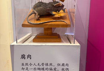 虫鸣大地第 93 张图片