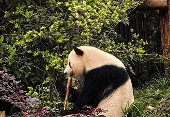 成都大熊猫繁育研究基地第 189 张图片