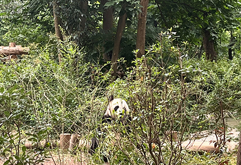 成都大熊猫繁育研究基地第 645 张图片