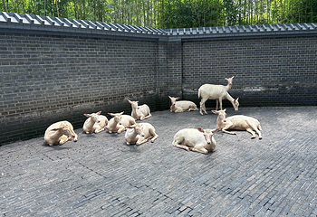 北京野生动物园第 152 张图片
