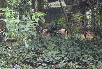 碧峰峡景区第 152 张图片