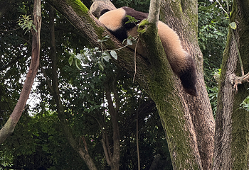 成都大熊猫繁育研究基地第 342 张图片