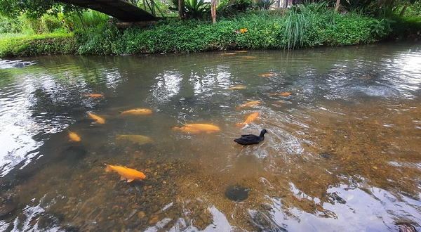 Bombon Kg. Marakau (Fish Spa)