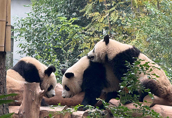 成都大熊猫繁育研究基地第 247 张图片
