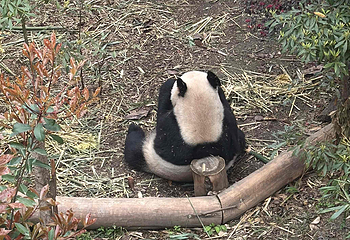 成都大熊猫繁育研究基地第 646 张图片