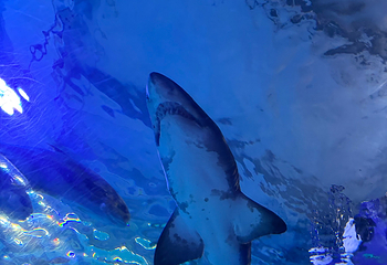 釜山SEA LIFE水族馆第 47 张图片
