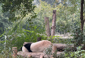 成都大熊猫繁育研究基地第 314 张图片