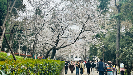 武汉大学第 55 张图片