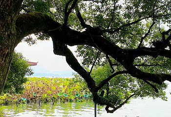 西湖风景名胜区第 356 张图片