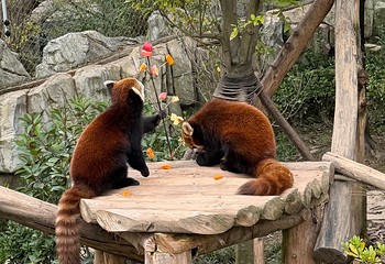 成都大熊猫繁育研究基地第 249 张图片