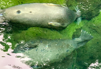 箱根园水族馆第 18 张图片