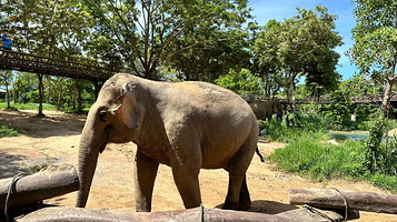 Samui Elephant Spa