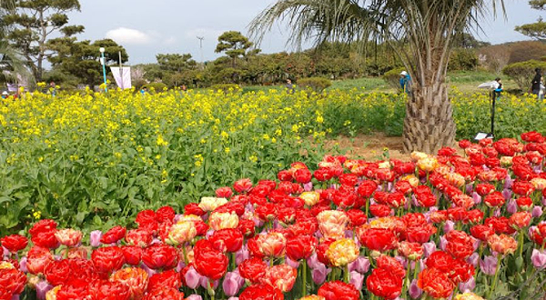 Taean Tulip Festival