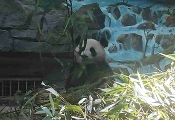 熊猫谷第 43 张图片