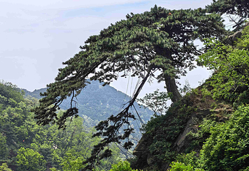 泰山风景区第 115 张图片