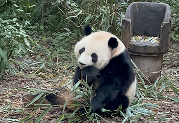 成都大熊猫繁育研究基地第 436 张图片