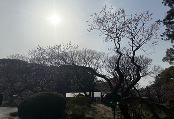 太宰府天满宫第 23 张图片