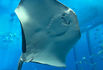 冲绳美丽海水族馆第 151 张图片