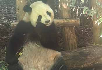 成都大熊猫繁育研究基地第 694 张图片