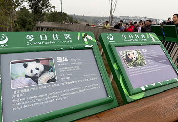 成都大熊猫繁育研究基地第 232 张图片
